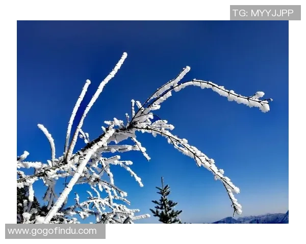 成都排球队转型纪实:从传统到现代的奋斗与蜕变之路 成都排球队转型纪实:从传统到现代的奋斗与蜕变之路